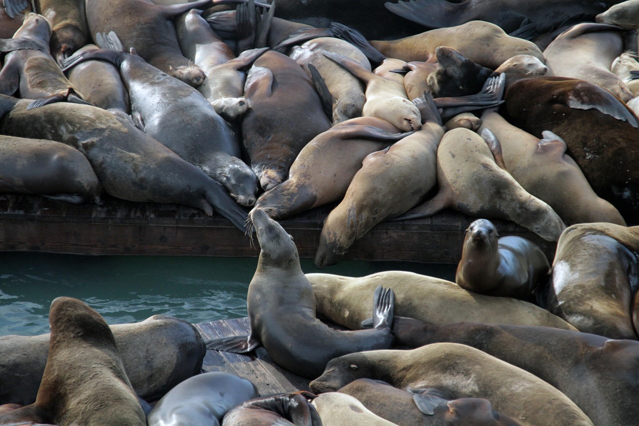 焦点娱乐，注册|外汇平台代理