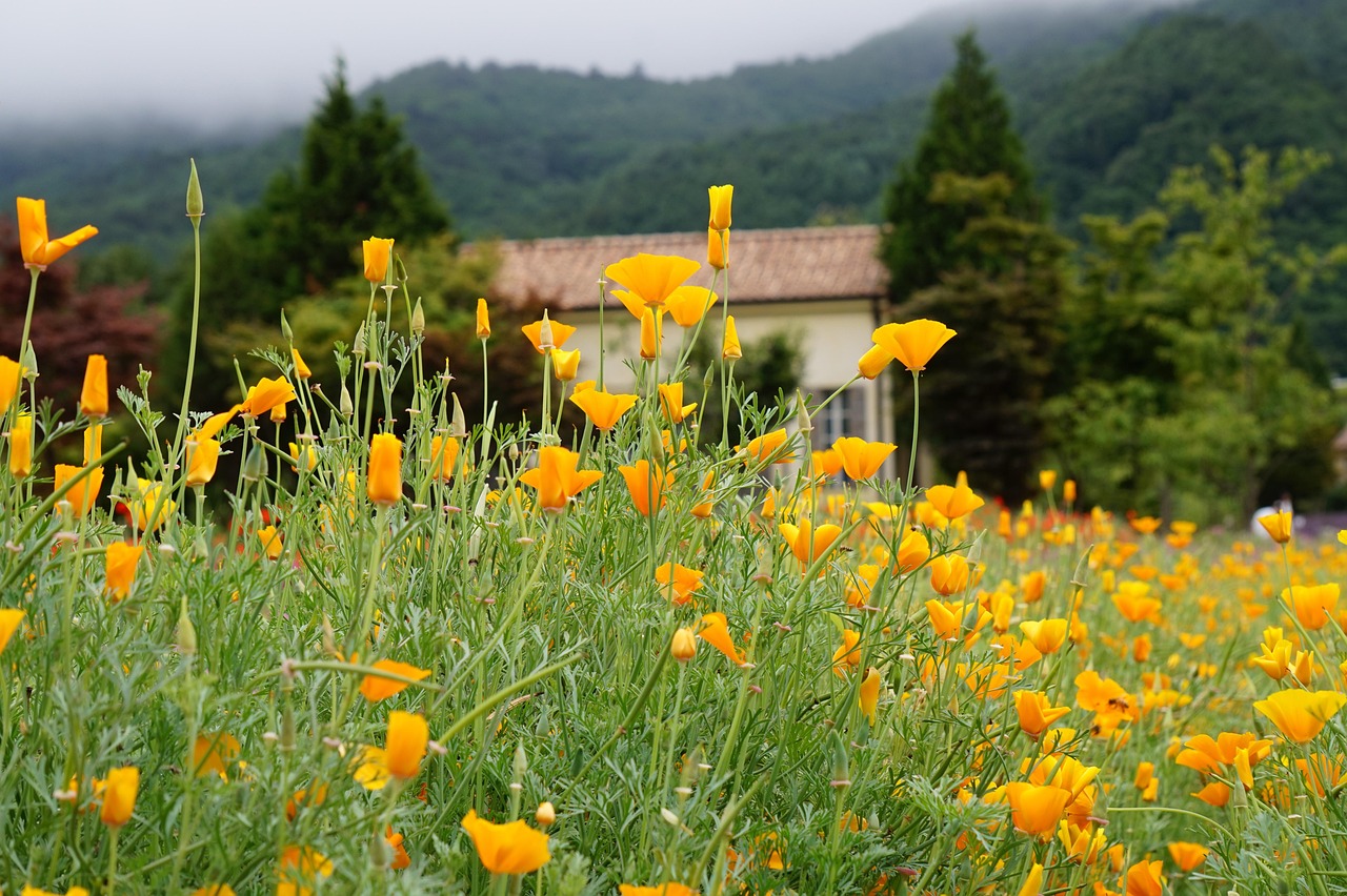 反恐精英OL：苹果注册香港账号