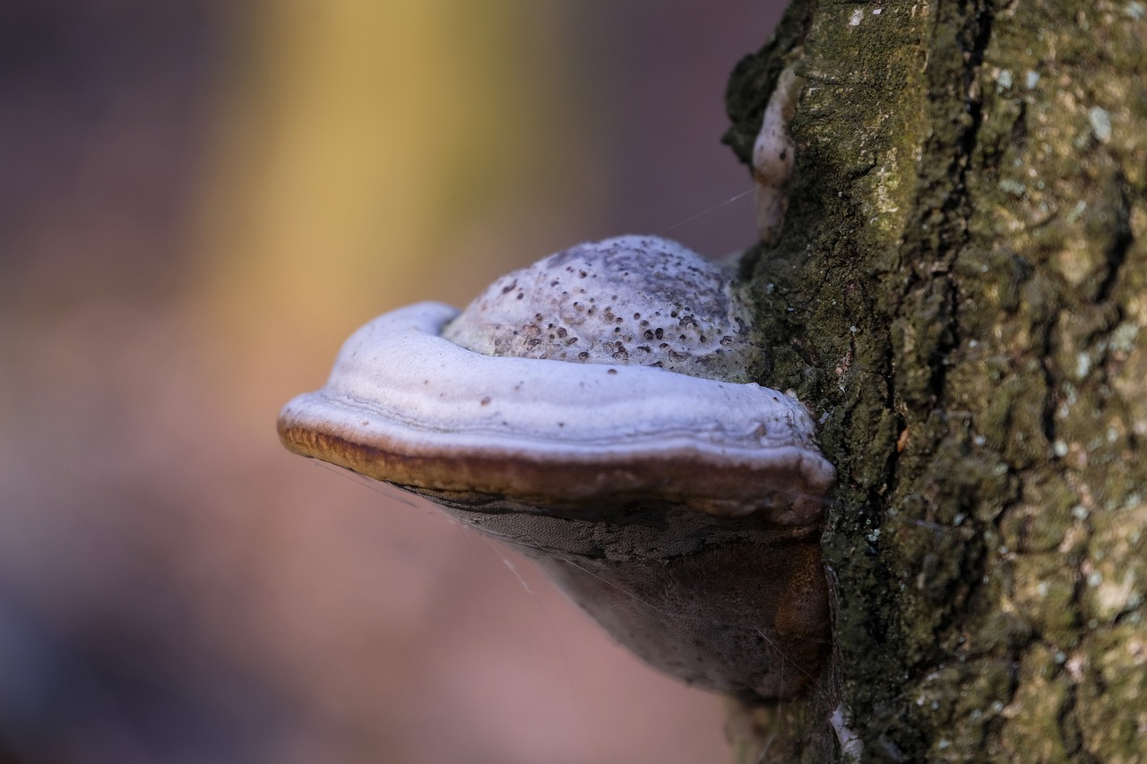 如何进行网站内容创意SEO优化