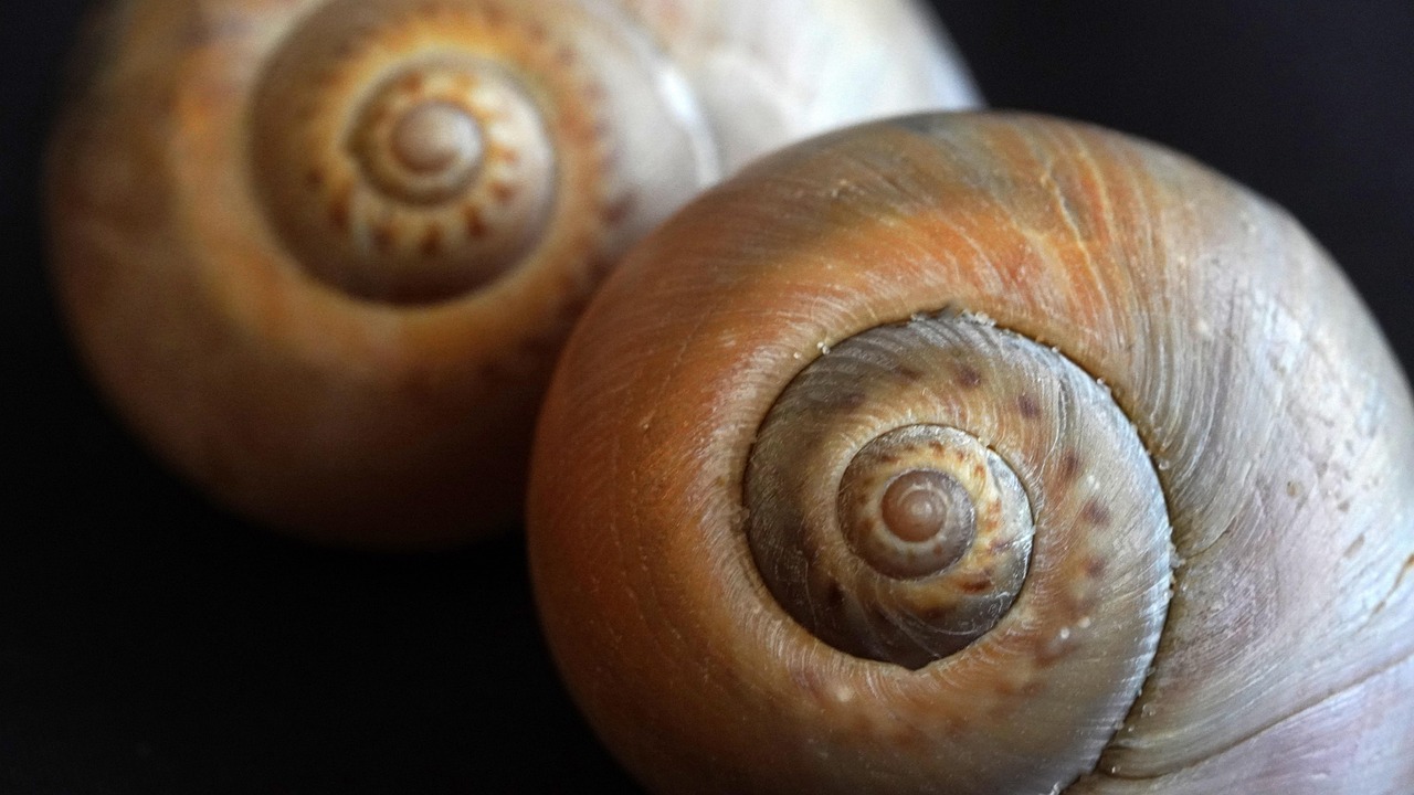 创造与魔法辅助- 雷霆游戏代理平台